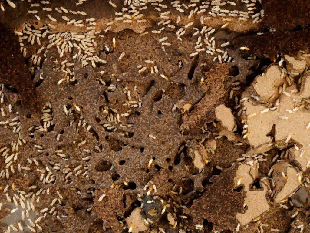 subterranean termite infestations are  accompanied with mud or soil