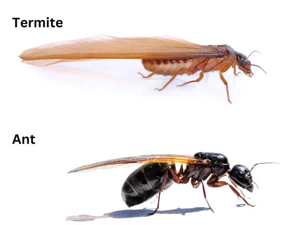termite vs ant