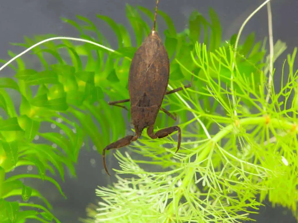 the water scorpion has a long tail