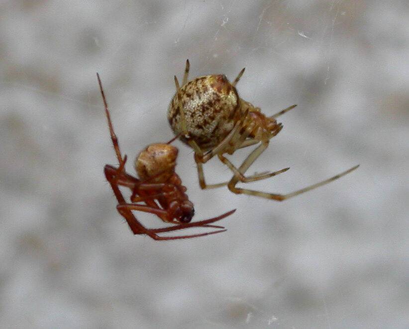 A pair of common house spider