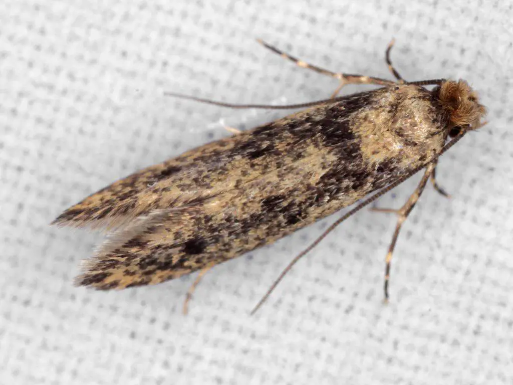 an adult cloth moth