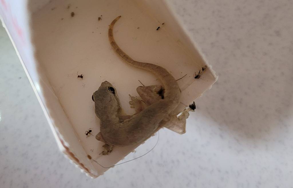 A trapped gecko on a sticky trap.
