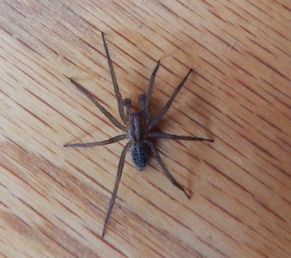 A hobo spider