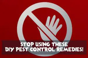 DIY pest control remedies that you should avoid