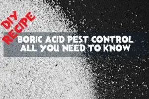 boric acid pest control diy