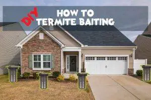DIY termite baiting