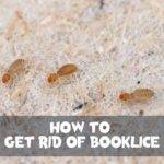 how to get rid of booklice