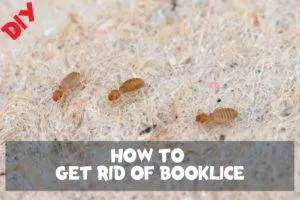 how to get rid of booklice