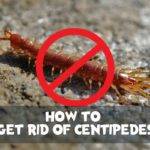 how to get rid of centipedes