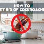 how to get rid of cockroach