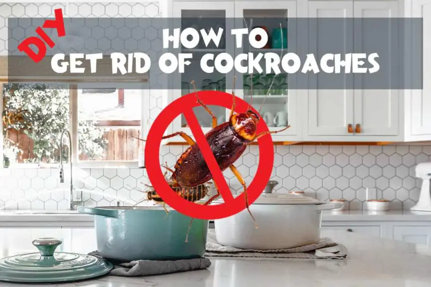 A Comprehensive Diy Guide To Get Rid Of Cockroaches Pest Sensei