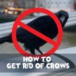 diy methods to get rid of crows