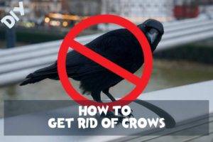diy methods to get rid of crows