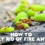 how to get rid of fire ants