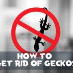 how to get rid of geckos at home