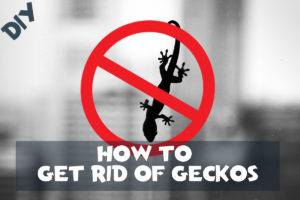 how to get rid of geckos at home