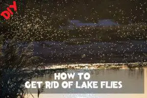 how to get rid of lake flies