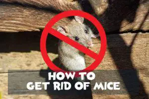 how to get rid of mice