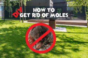how to get rid of moles