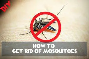 how to get rid of mosquito