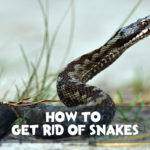 How to Get Rid of Snakes