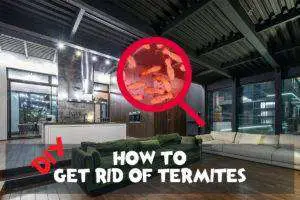 how to get rid of termites
