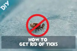 how to get rid of tick