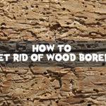 how to get rid of wood borers