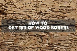 how to get rid of wood borers