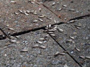 flying ants on the floor is a nuisance for many homeowners