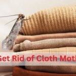 get rid of cloth moth