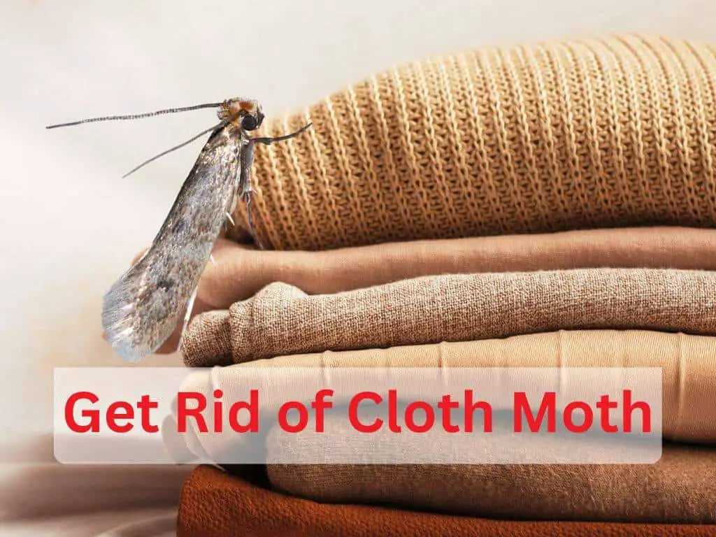 Cloth Moths: The Ultimate DIY Guide to Prevention and Control - Pest Sensei