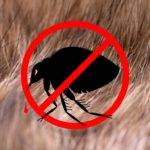 how to get rid of fleas