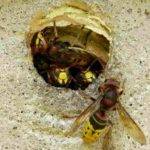 How to Get Rid of Hornet Safely and Quickly