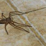 learn how to get rid of spiders through proven DIY methods