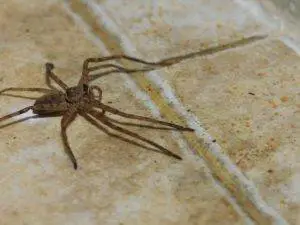 learn how to get rid of spiders through proven DIY methods