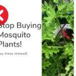stop buying mosquito plants