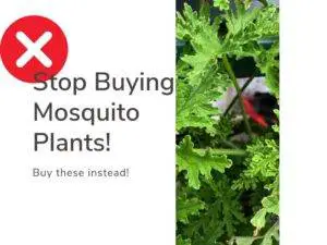stop buying mosquito plants