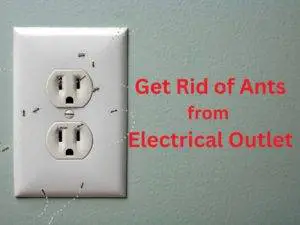 get rid of ants from electrical outlet