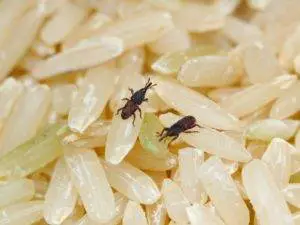 bugs in rice