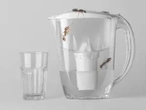 getting rid of ants in drinking water