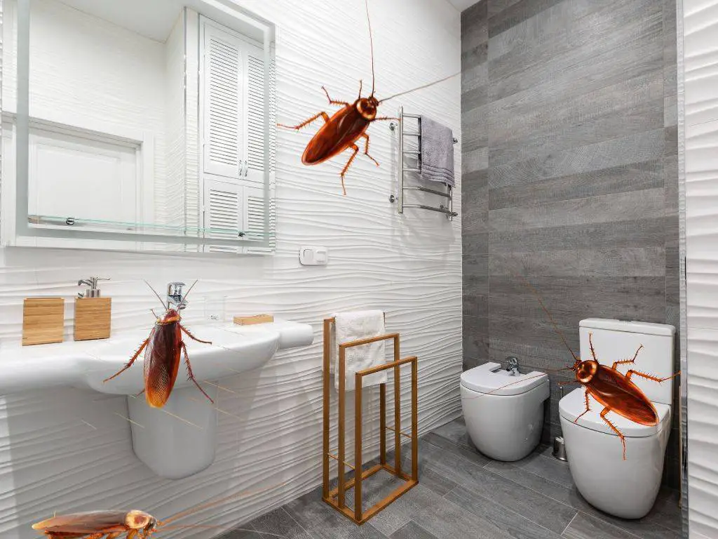 Bathroom Bug Battle Getting Rid Of Roaches In Your Bathroom Pest Sensei   Roach In Bathroom 